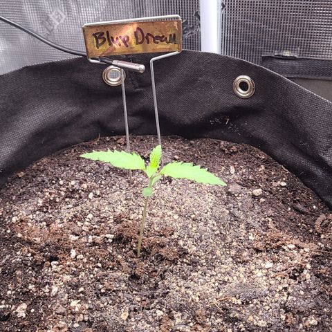 Blue Dream growlog photo: Blue Dream is 8 days old! Day one of week two seedling