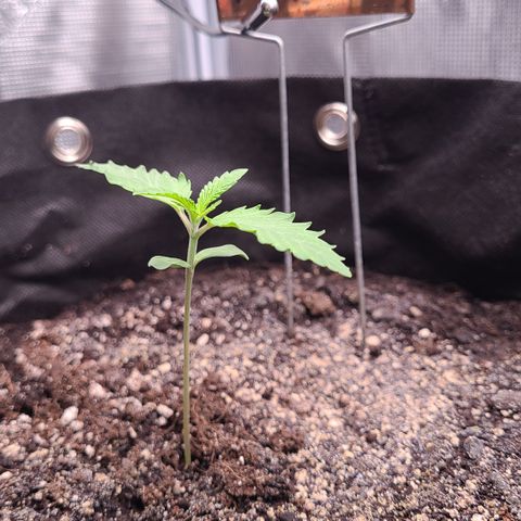 Blue Dream growlog photo: Blue Dream is 8 days old! Day one of week two seedling