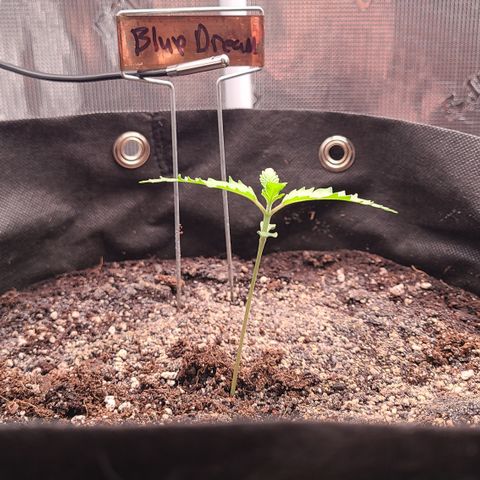 Blue Dream growlog photo: Blue Dream is 8 days old! Day one of week two seedling