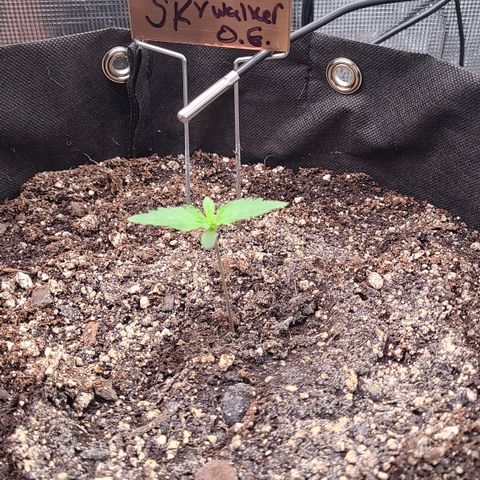 Skywalker OG growlog photo: Day 7 for Skywalkers end of first week! 