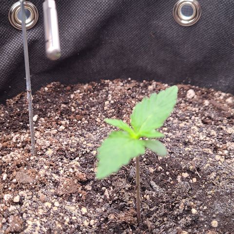 Skywalker OG growlog photo: Day 7 for Skywalkers end of first week! 