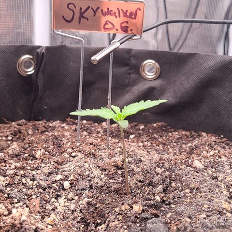 Skywalker OG growlog photo: Day 7 for Skywalkers end of first week! 