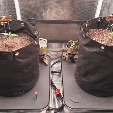 Blue Dream growlog timeline photo