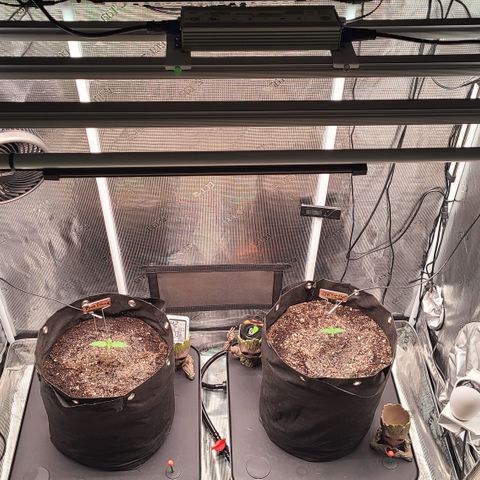 Blue Dream growlog timeline photo
