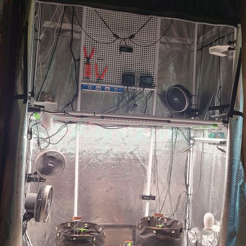 Blue Dream growlog timeline photo