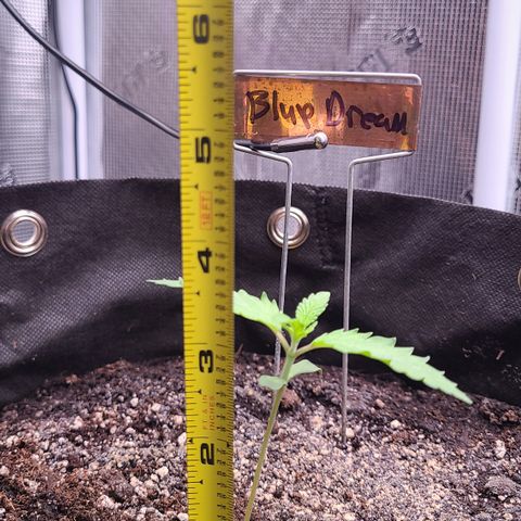 Blue Dream growlog timeline photo