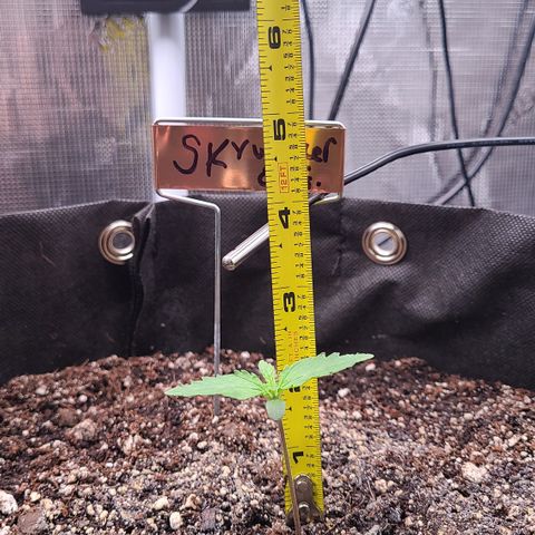 Skywalker OG growlog timeline photo