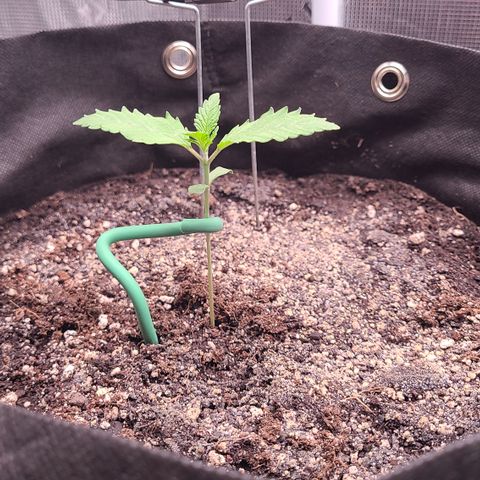 Blue Dream growlog timeline photo