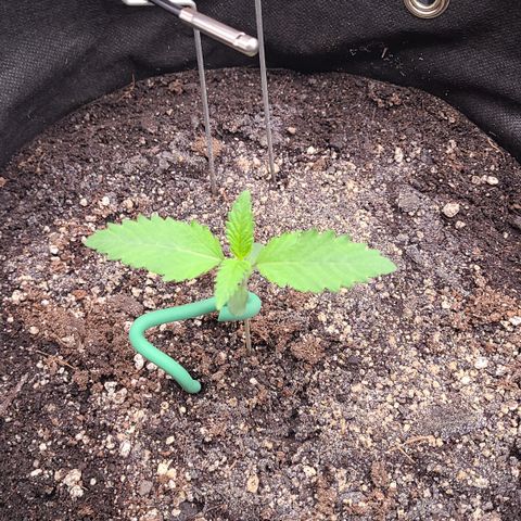 Blue Dream growlog timeline photo
