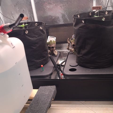Blue Dream growlog photo: Need to water