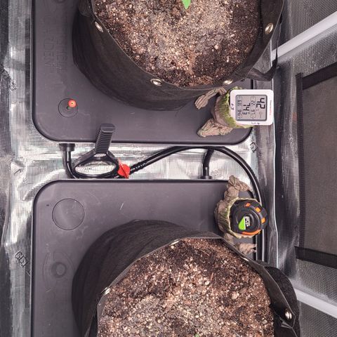 Blue Dream growlog timeline photo