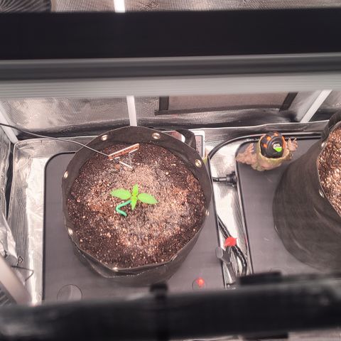 Blue Dream growlog photo: Started using AC Infinity AC3 humidifier set to 68% relative humidity