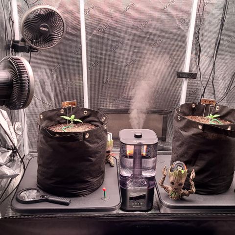 Blue Dream growlog photo: Started using AC Infinity AC3 humidifier set to 68% relative humidity