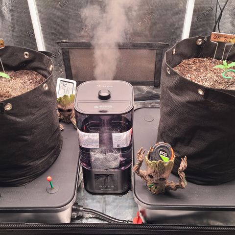Blue Dream growlog photo: Started using AC Infinity AC3 humidifier set to 68% relative humidity
