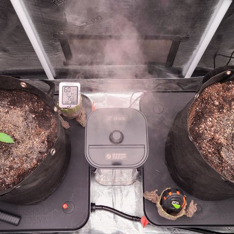 Blue Dream growlog photo: Started using AC Infinity AC3 humidifier set to 68% relative humidity