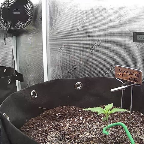 Blue Dream growlog photo: In-tent photos and Stanlee🙂