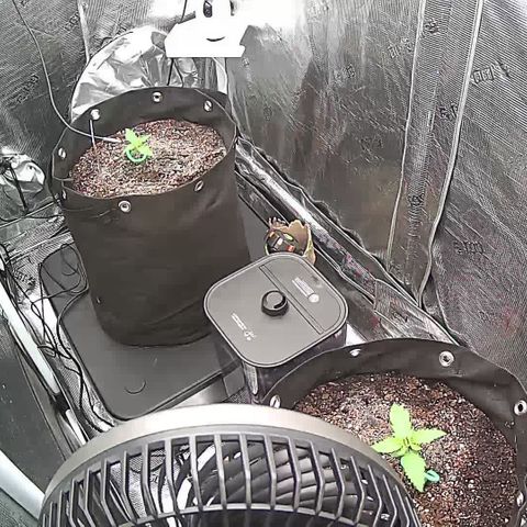 Blue Dream growlog photo: In-tent photos and Stanlee🙂