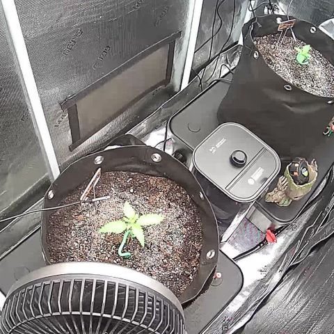 Blue Dream growlog photo: In-tent photos and Stanlee🙂
