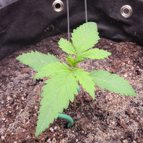 Blue Dream growlog timeline photo