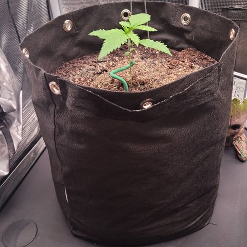 Blue Dream growlog timeline photo