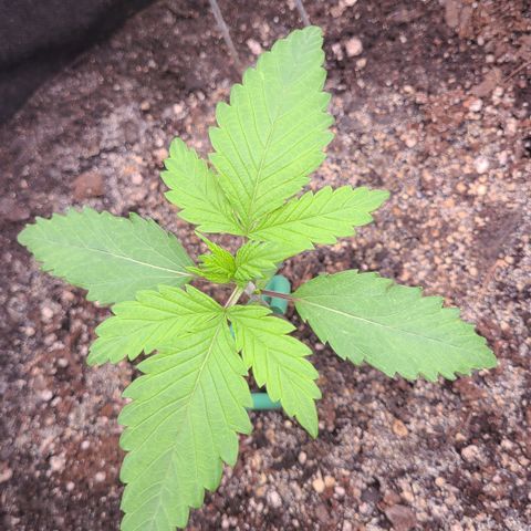 Blue Dream growlog timeline photo