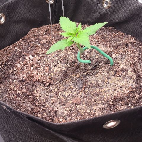 Blue Dream growlog timeline photo