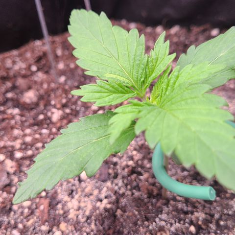Blue Dream growlog timeline photo