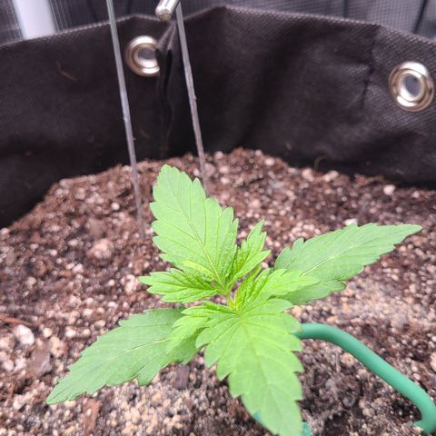 Blue Dream growlog timeline photo