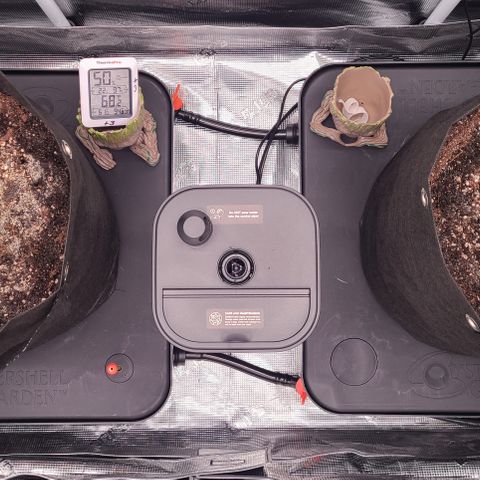 Blue Dream growlog timeline photo