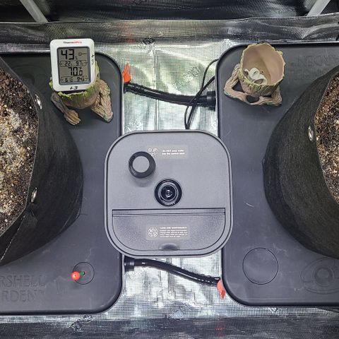 Blue Dream growlog timeline photo