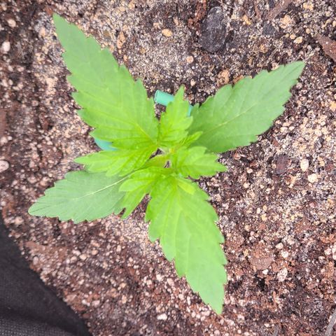 Blue Dream growlog timeline photo