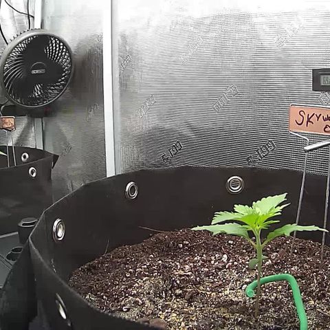 Blue Dream growlog timeline photo