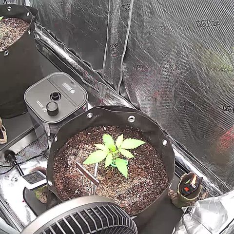 Blue Dream growlog timeline photo