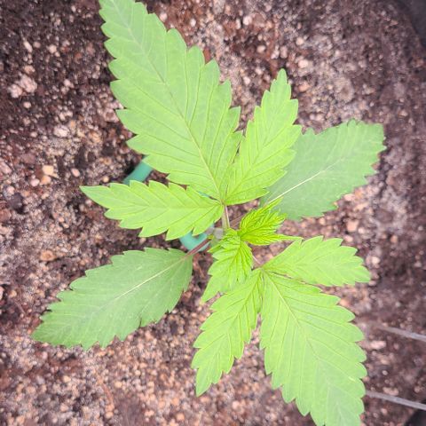 Blue Dream growlog timeline photo