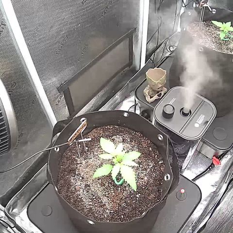 Blue Dream growlog timeline photo