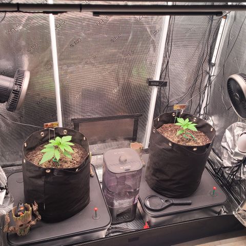 Blue Dream growlog timeline photo
