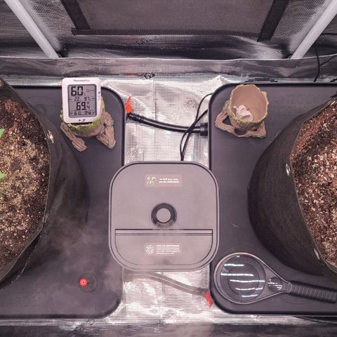 Blue Dream growlog timeline photo