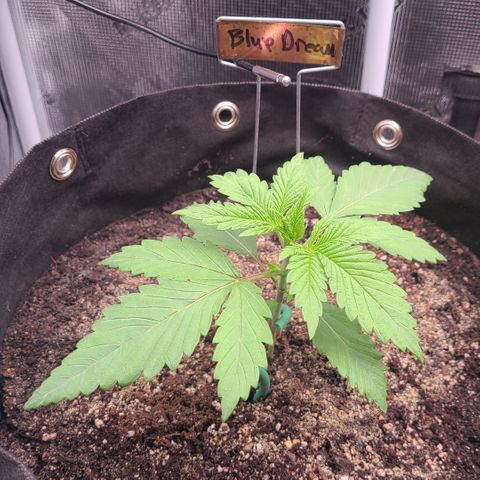 Blue Dream growlog timeline photo