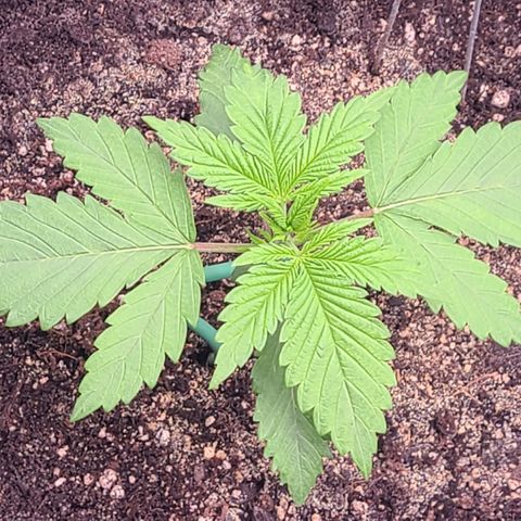 Blue Dream growlog timeline photo