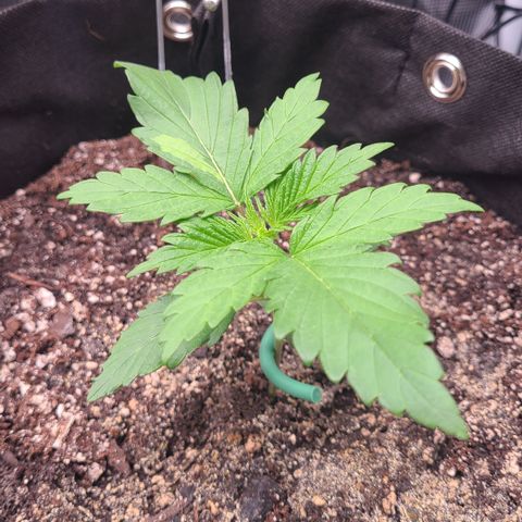 Skywalker OG growlog timeline photo