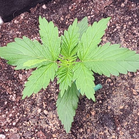 Skywalker OG growlog timeline photo