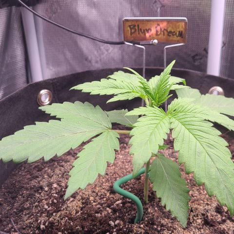 Blue Dream growlog timeline photo