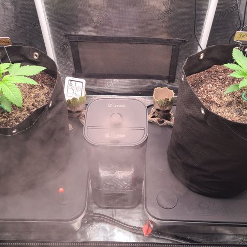 Blue Dream growlog timeline photo