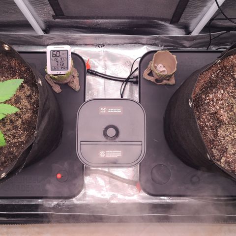 Blue Dream growlog timeline photo