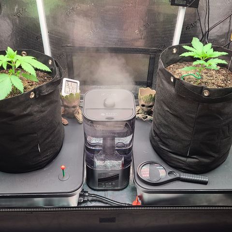 Blue Dream growlog photo: Skywalkers roots hit Reservoir yesterday. Still waiting for Blue Dream to hit Reservoir.
