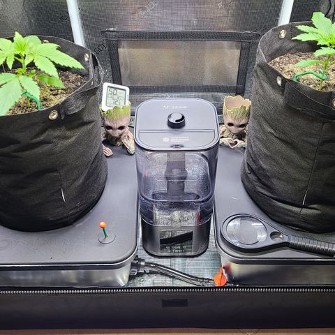 Blue Dream growlog photo: Skywalkers roots hit Reservoir yesterday. Still waiting for Blue Dream to hit Reservoir.