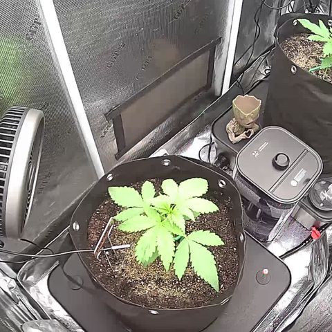 Blue Dream growlog photo: Skywalkers roots hit Reservoir yesterday. Still waiting for Blue Dream to hit Reservoir.