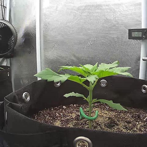 Blue Dream growlog photo: Skywalkers roots hit Reservoir yesterday. Still waiting for Blue Dream to hit Reservoir.