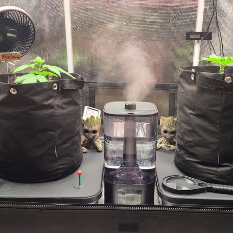 Blue Dream growlog photo: Skywalkers roots hit Reservoir yesterday. Still waiting for Blue Dream to hit Reservoir.