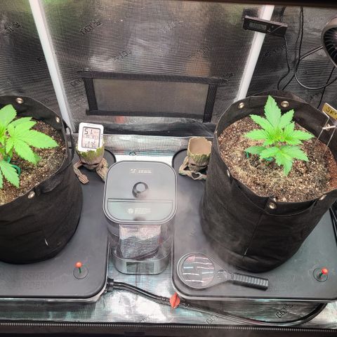 Blue Dream growlog timeline photo